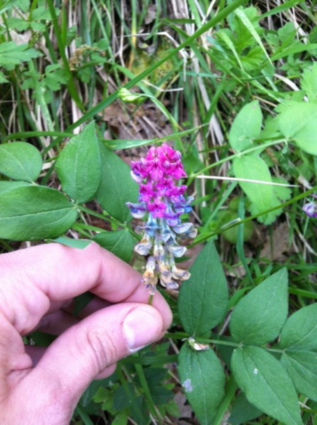 Lathyrus venetus (Fabaceae)